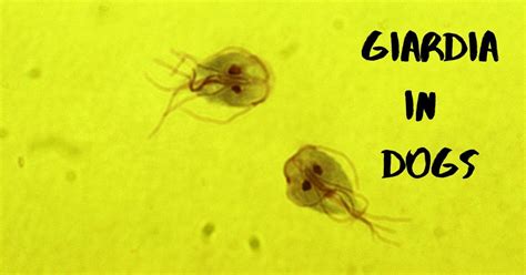 giardia in dogs veterinary partner